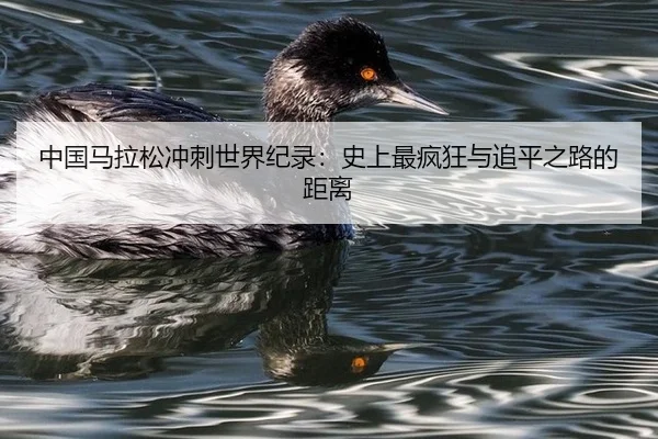 中国马拉松冲刺世界纪录：史上最疯狂与追平之路的距离